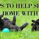 Sell Your Home With Pets
